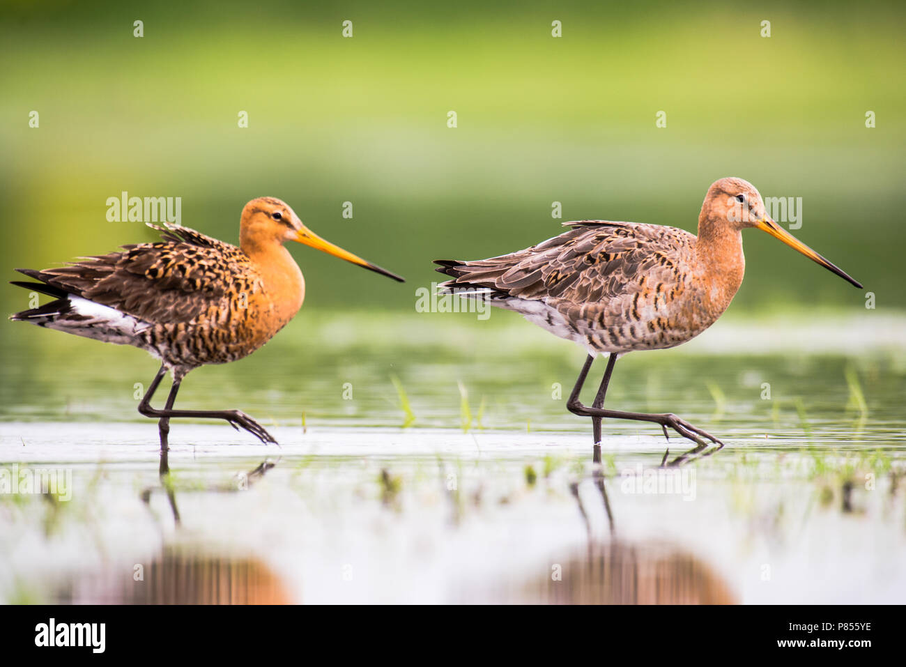 Grutto op Marken, Schwarz-tailed Godwits auf Marken Stockfoto