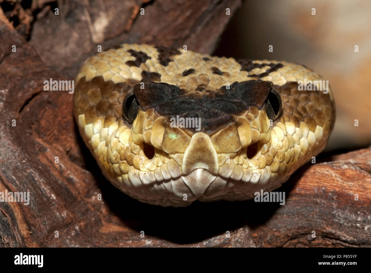 Portret van een Zwartstaartratelslang in gevangenschap; Portrait eines Schwarzen-tailed Klapperschlange in Gefangenschaft Stockfoto