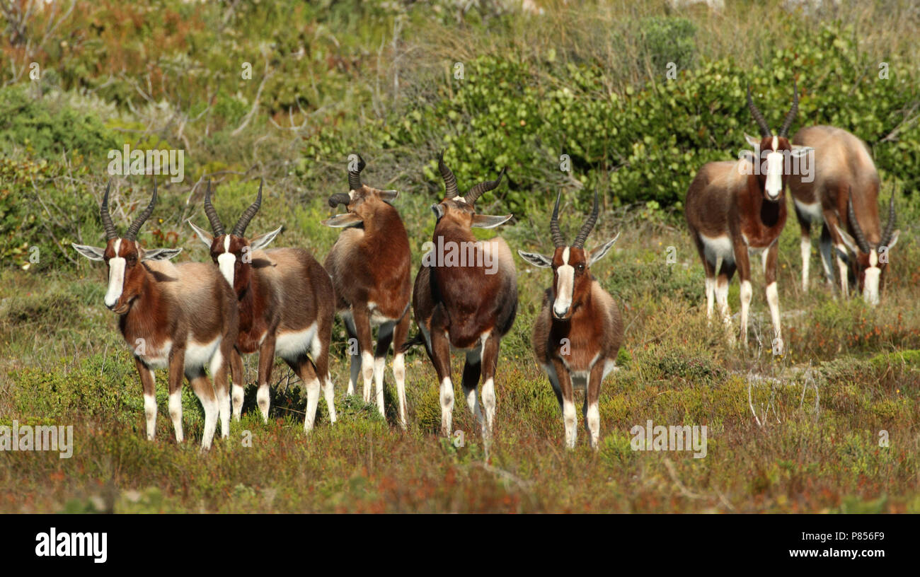 Bontebok, Bontebok Stockfoto