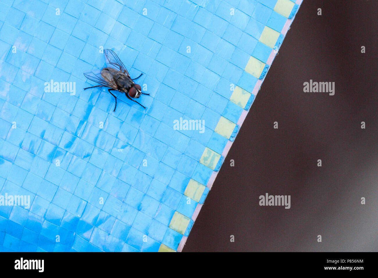 Gemeinsame fliegen, städtische Krankheit Vektor um einen Schädling handelt. Musca Domestica gehört zur Familie Muscidae. Haus fliegen auf blauem Hintergrund. Stockfoto