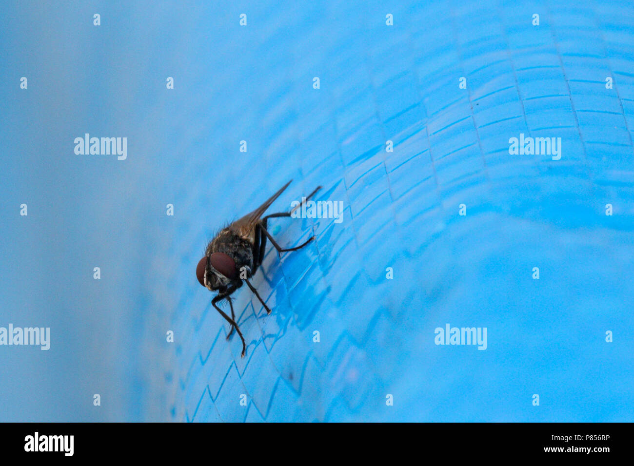 Gemeinsame fliegen, städtische Krankheit Vektor um einen Schädling handelt. Musca Domestica gehört zur Familie Muscidae. Haus fliegen auf blauem Hintergrund. Stockfoto