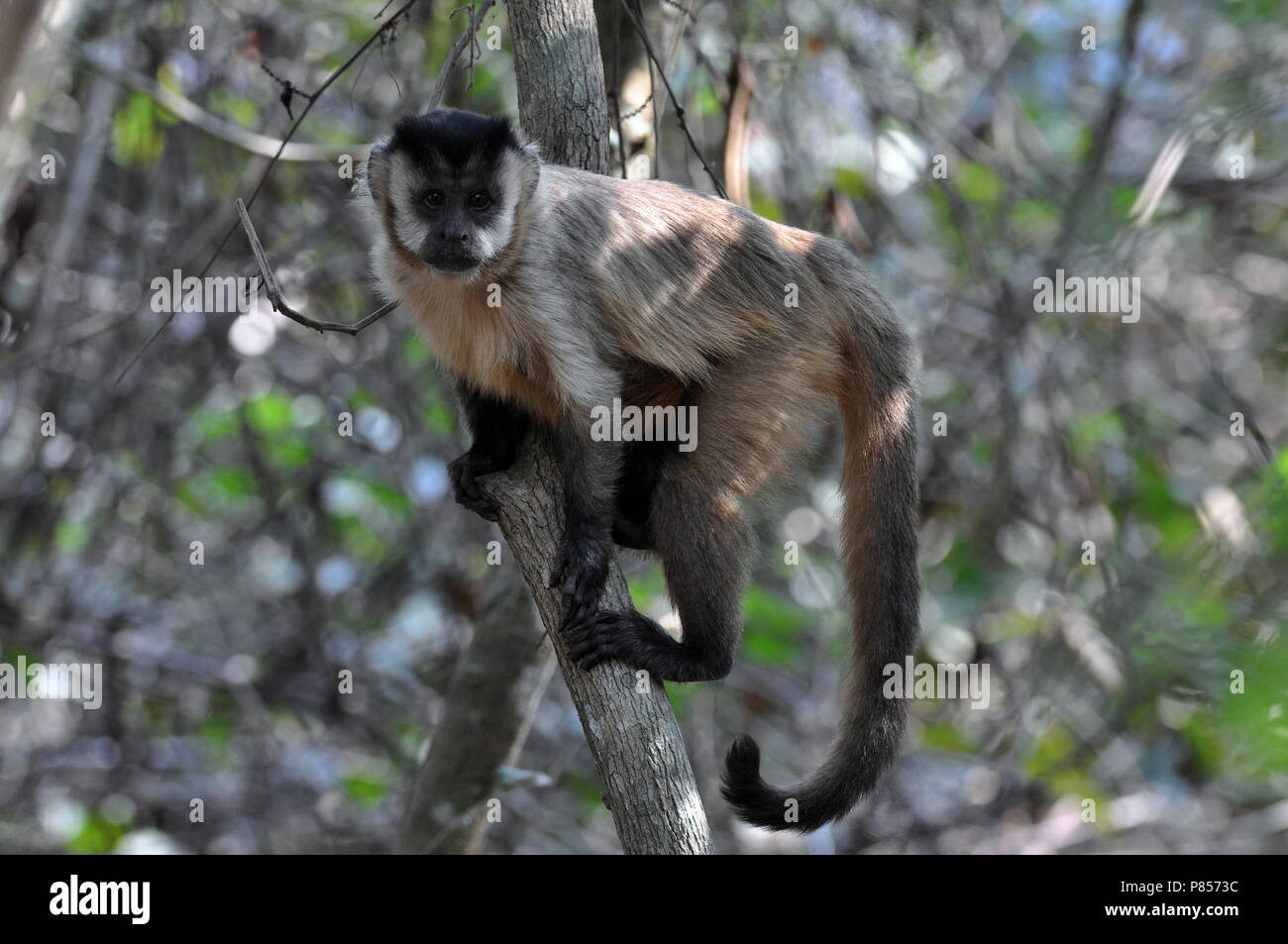 Brauner Kapuziner Affen Stockfoto