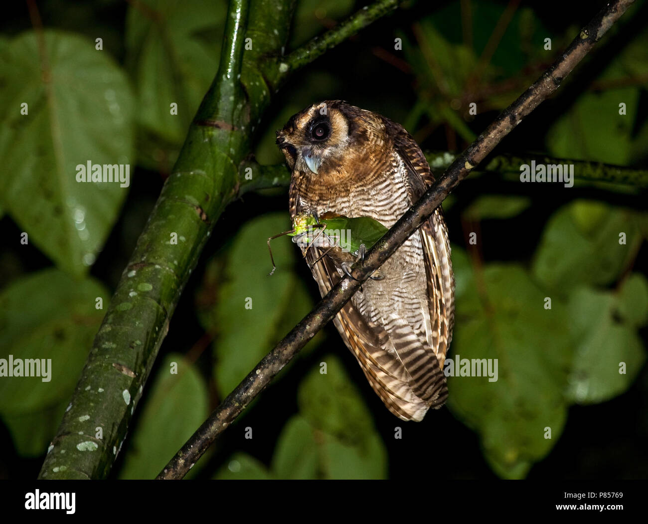Bruine Bosuil in Boom met Grote sprinkhaan; braun Holz - Eule im Baum mit großen grashopper Stockfoto