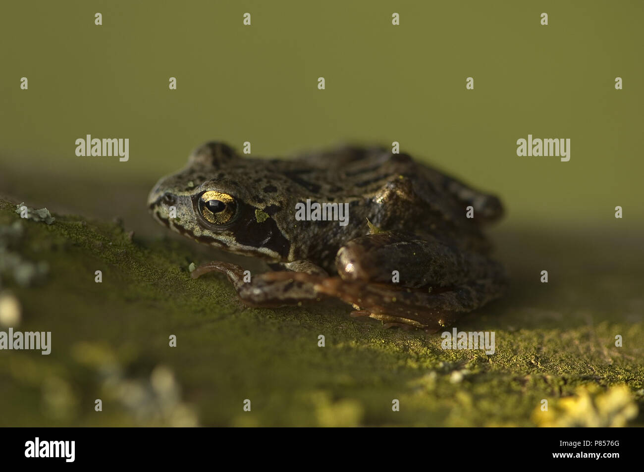 Zijaanzicht van Bruine Kikker; seitliche Ansicht der Grasfrosch Stockfoto