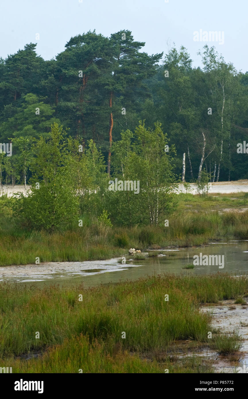 Brunssummerheide, Niederlande Stockfoto