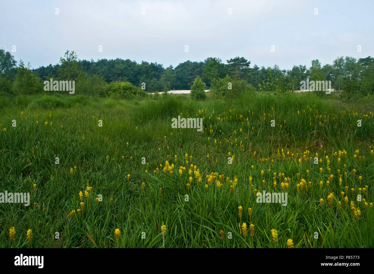 Brunssummerheide, Niederlande Stockfoto