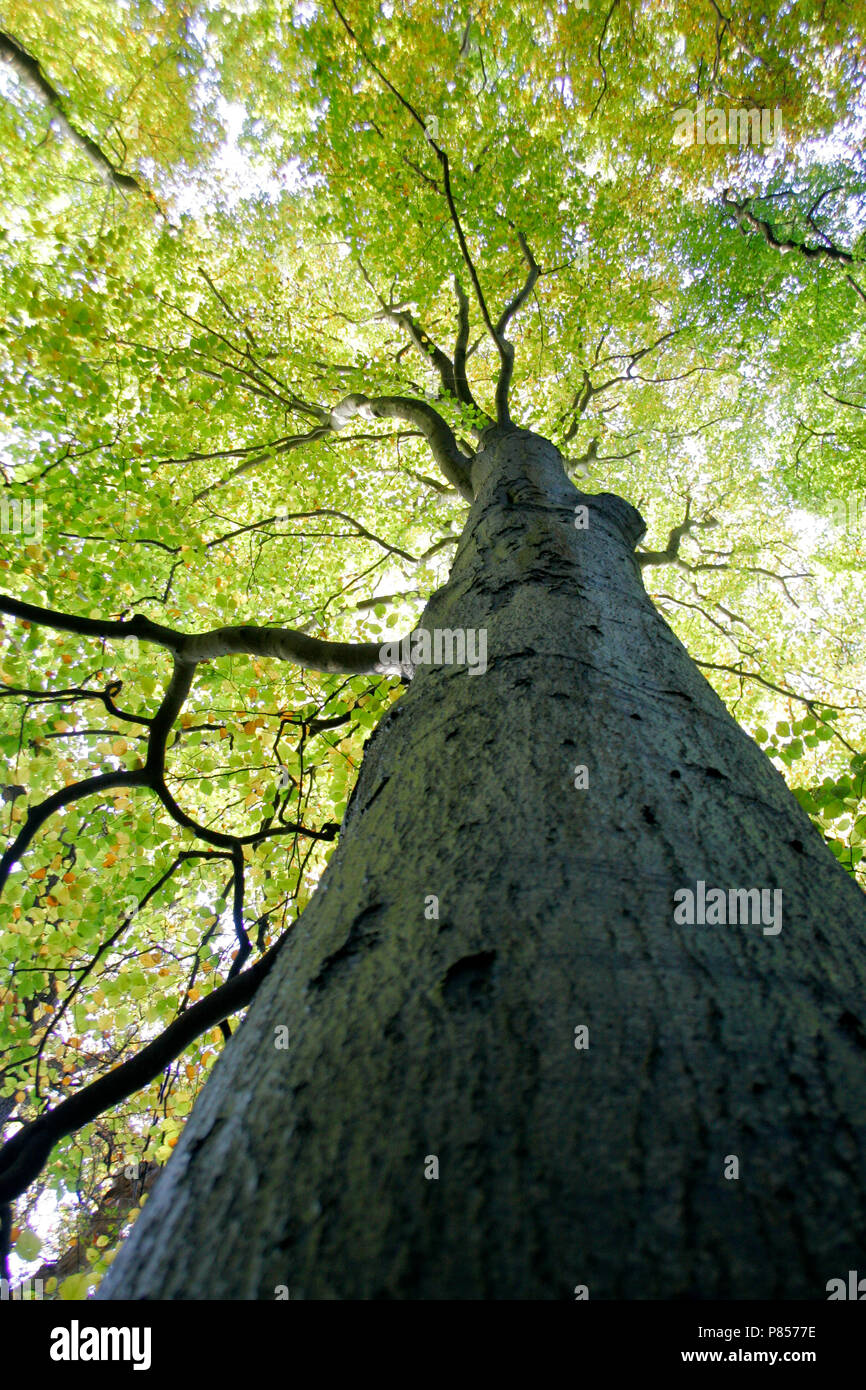 Beuk in De Horsten, Wassenaar; Europäische buche bei De Horsten, Wassenaar Stockfoto