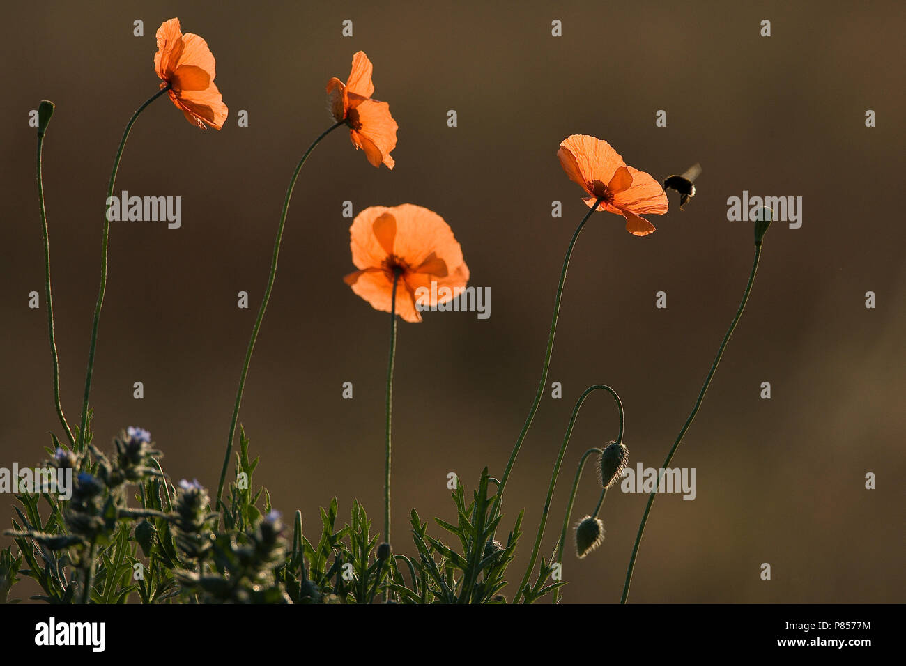 Bleke klaproos met Hommel, lange spitze Mohn mit Bumblebee Stockfoto