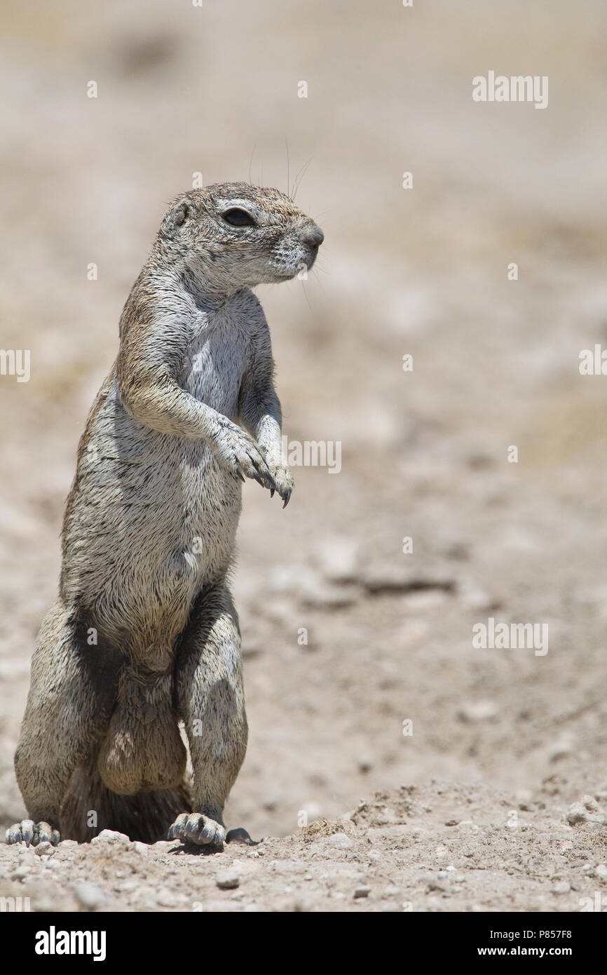 Kaapse grondeekhoorn mannetje Namibie, Kap Erdhörnchen männlichen Namibia Stockfoto