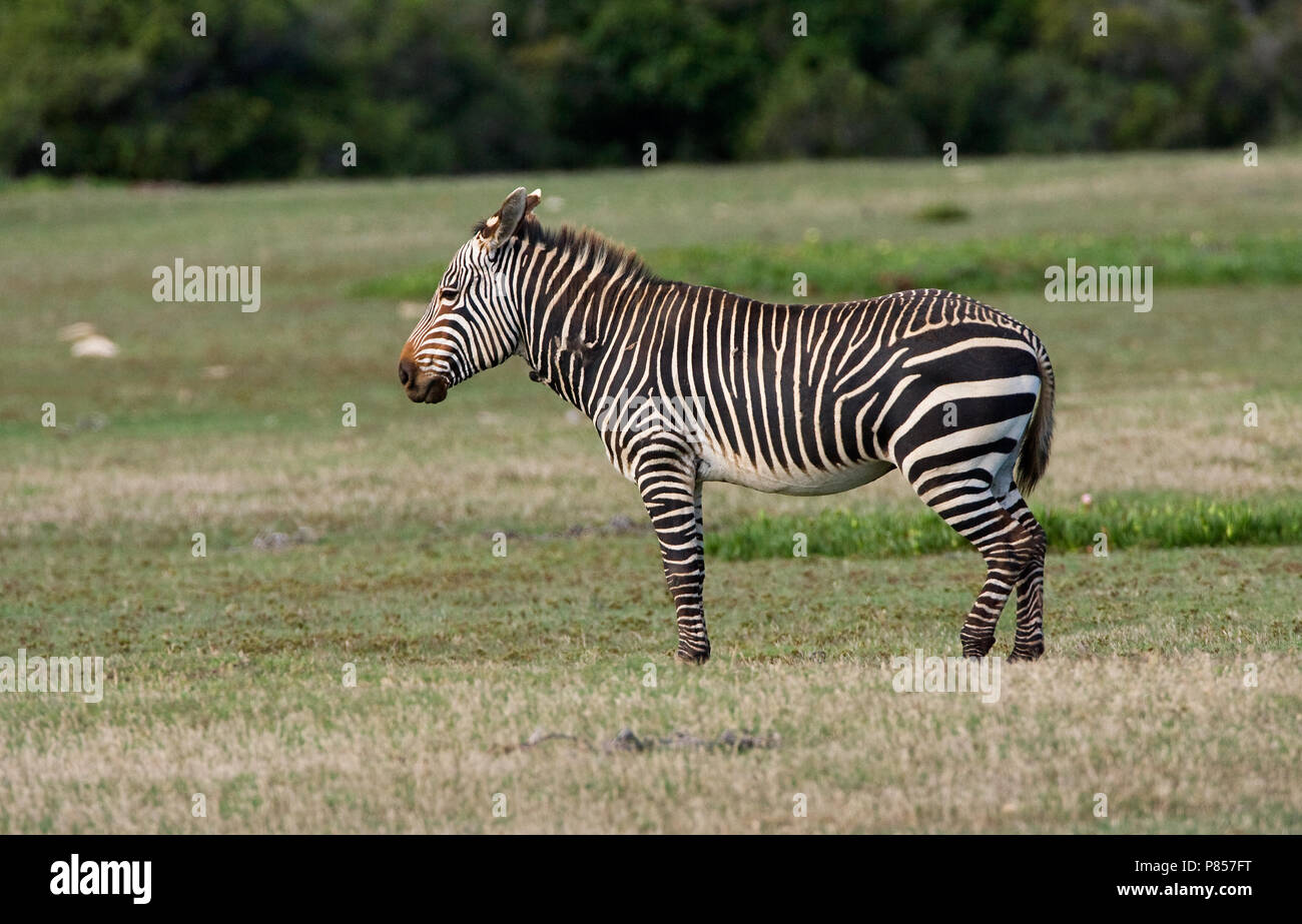 Kaapse Bergzebra; Cape Mountain Zebra Stockfoto