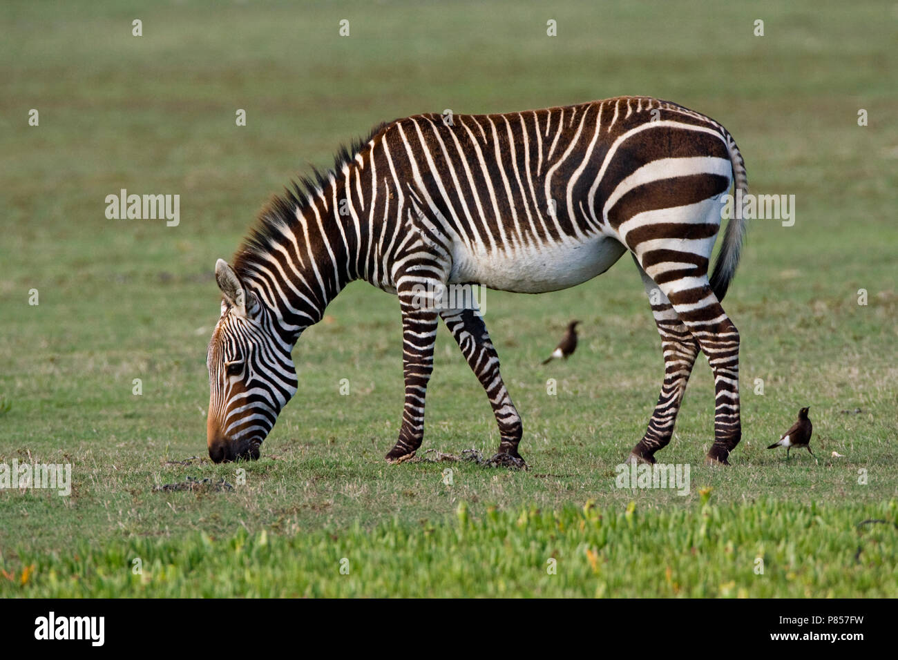 Kaapse Bergzebra; Cape Mountain Zebra Stockfoto