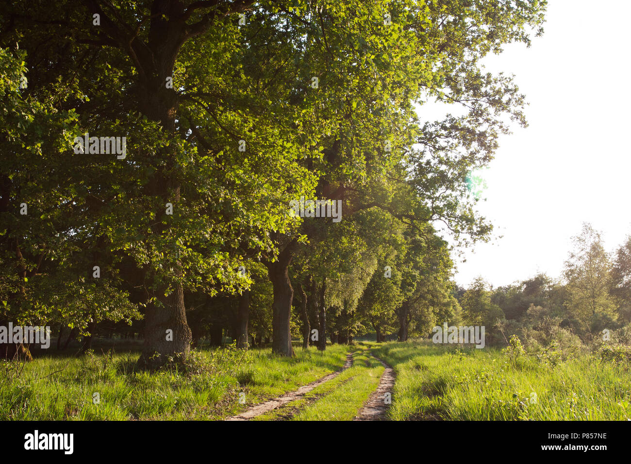 Nationaal Park De Meinweg, Limburg; Nationalpark De Meinweg, Niederlande Stockfoto