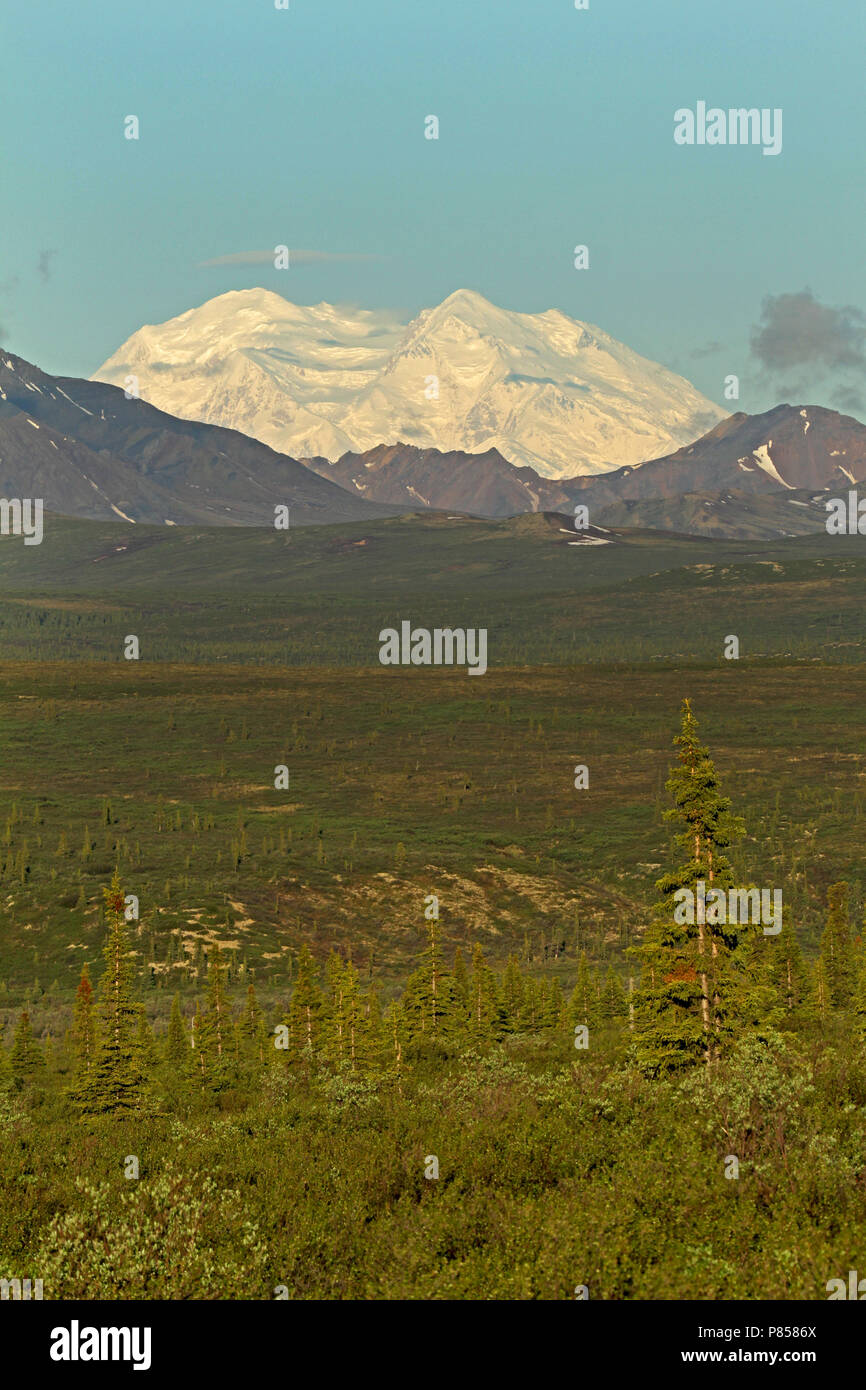 Denali NP Stockfoto