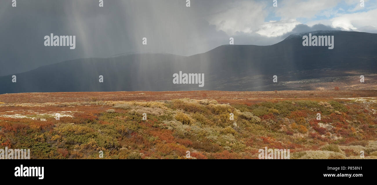 Regenbui op Dovrefjell hoogvlakte; Regendusche im Dovrefjell Stockfoto