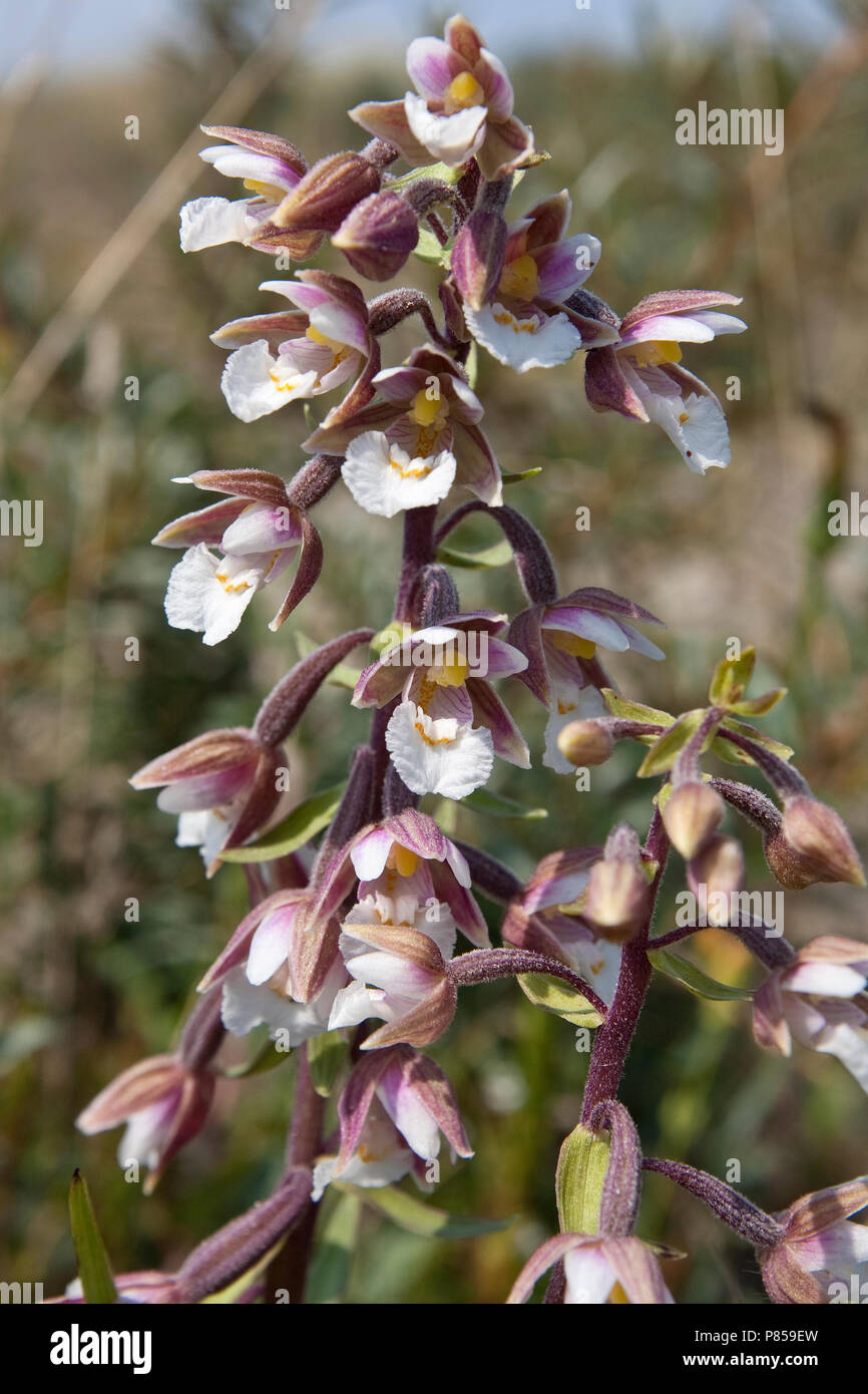 Moeraswespenorchis bloeiend Nederland, Marsh Helleborine Blüte Niederlande Stockfoto