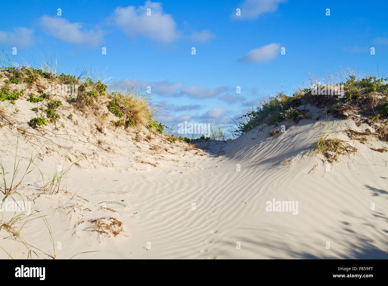 Dünen mit Gras und Marram Brombeere unter einem blauen Himmel, fußabdrücke eines Tieres, wahrscheinlich ein Fuchs, in den welligen Sand Stockfoto