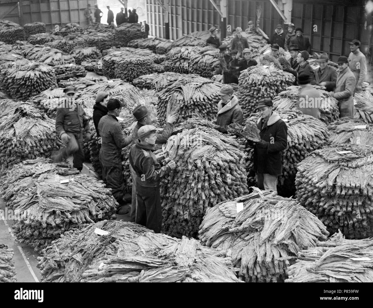 Tabak Käufer prüfen die Angebote im Lager in Weston, Missouri, Ca. 1950. Stockfoto