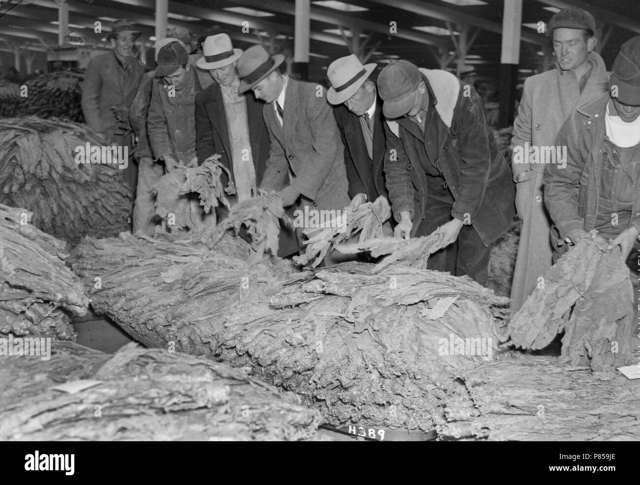 Tabak Käufer prüfen die Angebote im Lager in Weston, Missouri, Ca. 1950. Stockfoto