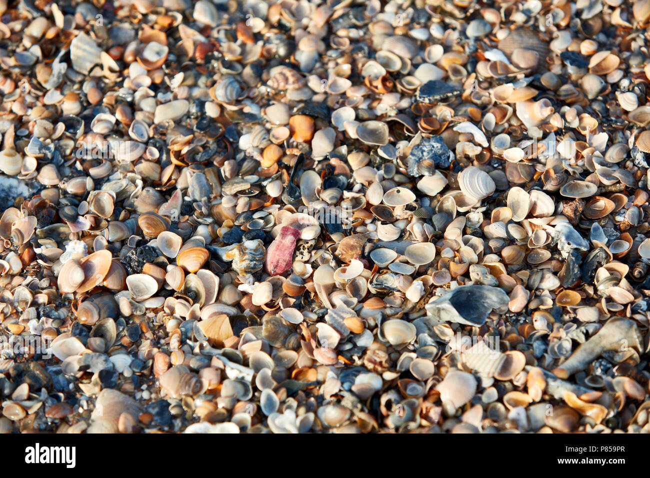 Große Sammlung von Muscheln am Strand Stockfoto