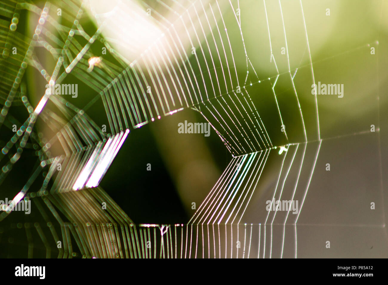 Ein Makro Bild von einem spider web/Cobweb mit einer geringen Tiefenschärfe gibt es eine schöne Unschärfe und Bokeh effect Stockfoto