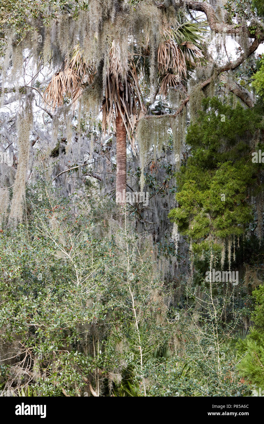 Tropische Wald in Fort Clinch State Park, Florida Stockfoto