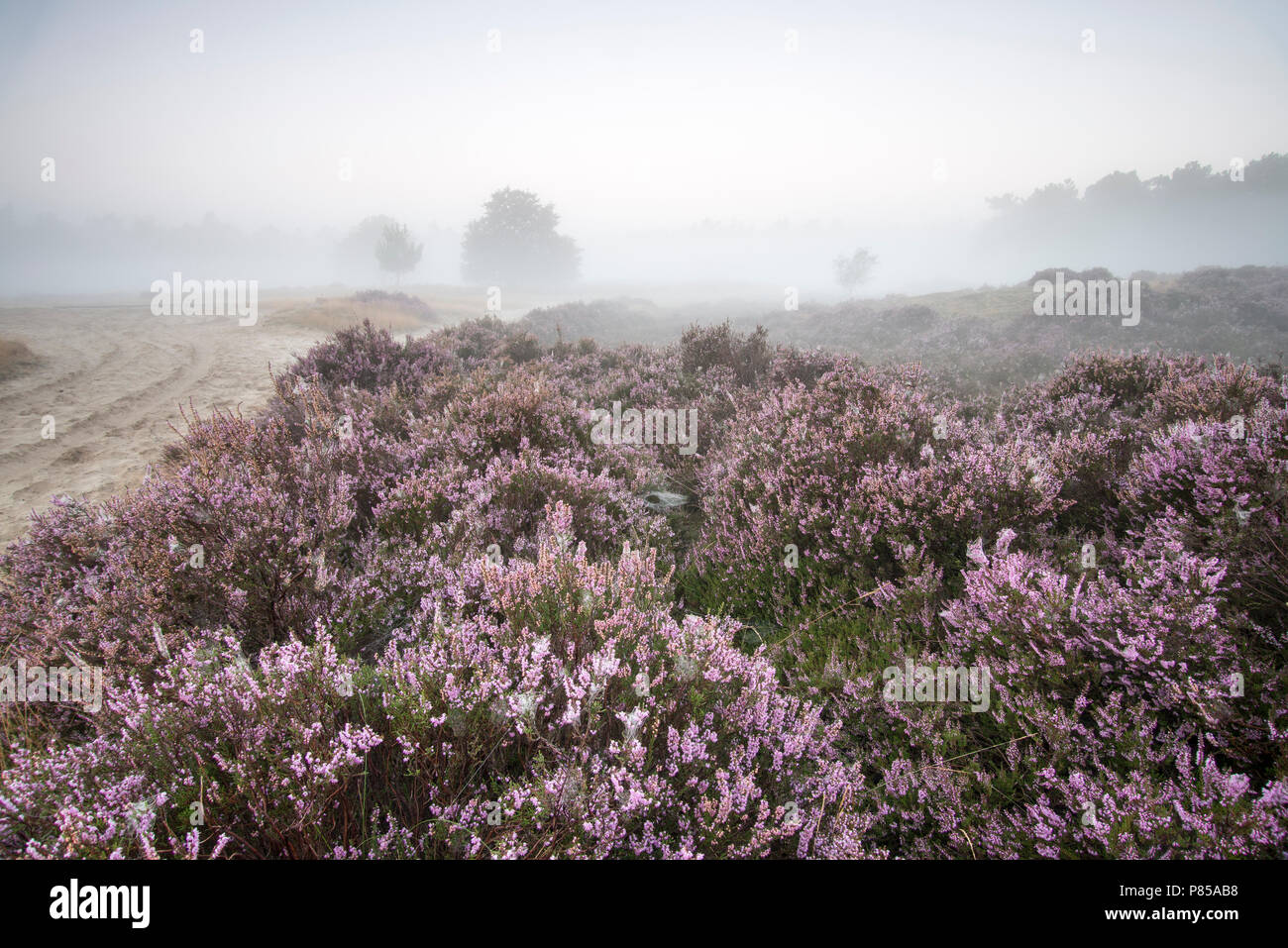 N.P. Looonse en Drunense Duinen, mistige zonsopkomst, Nebel Sonnenaufgang Stockfoto