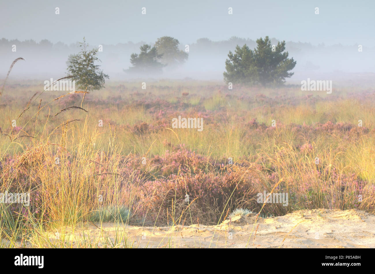 N.P. Looonse en Drunense Duinen, mistige zonsopkomst, Nebel Sonnenaufgang Stockfoto