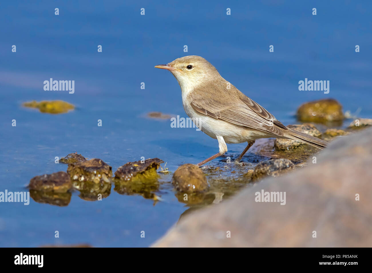 Nach östlichen Olivaceous Warbler, auf einen Pool in Aghmakou Oase, Mauretanien sitzen. April 08, 2018. Stockfoto
