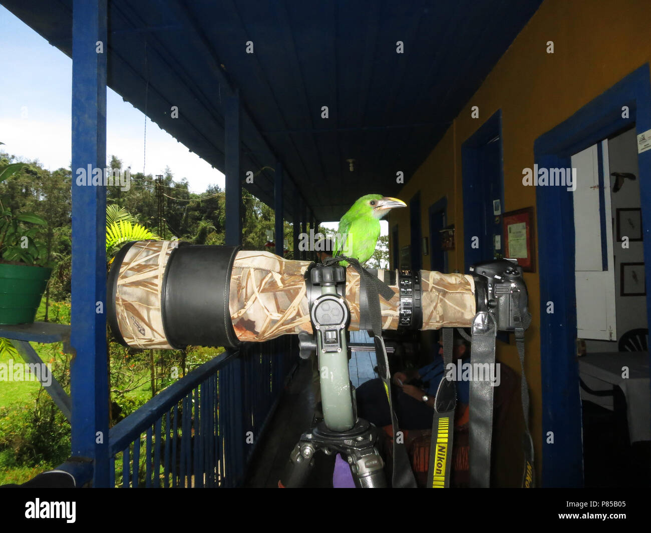 Smaragdarassari zittend op 600 mm Nikon; Emerald Toucanet auf 600 mm Nikon gehockt Stockfoto