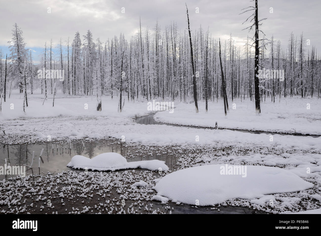 Sümpfe Lower Geyser Basin Yellowstone Stockfoto