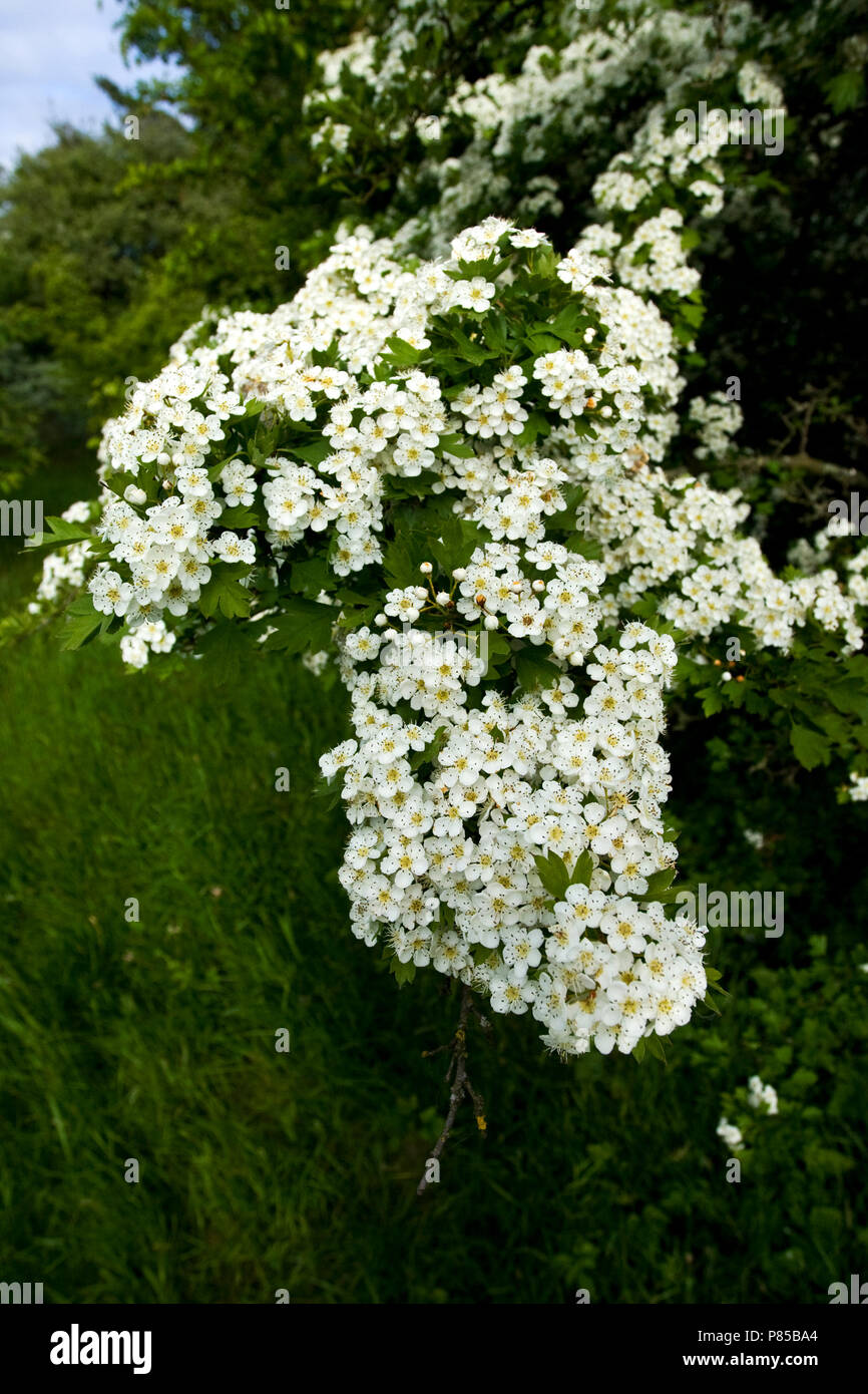 Meidoorn in bloei; Weißdorn in der Blüte Stockfoto