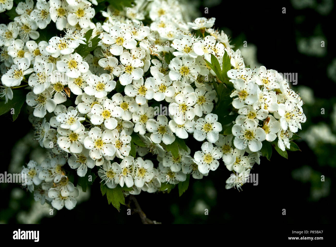 Meidoorn in bloei; Weißdorn in der Blüte Stockfoto