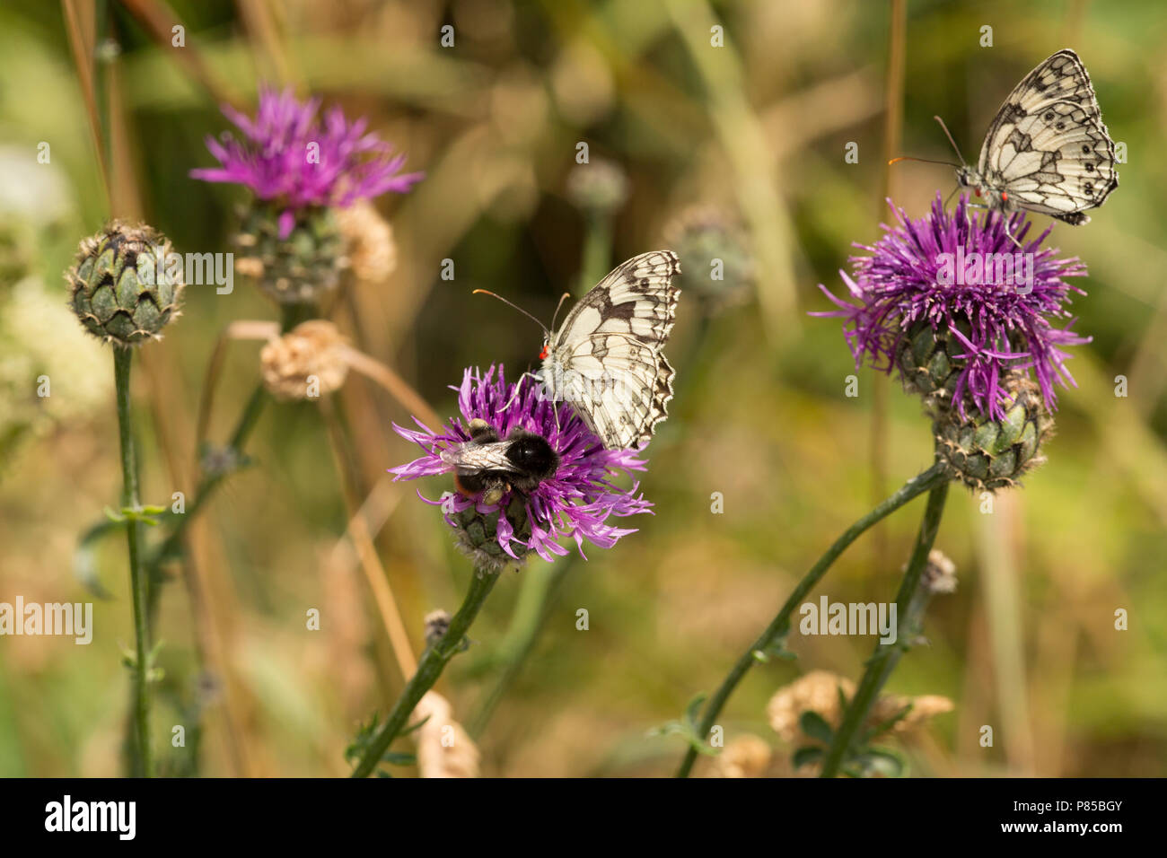 Zwei marmoriert weiße Schmetterlinge, Melanargia galathea, am Rande des Chalk wiesen während der Hitzewelle 2018 UK. North Dorset England UK GB Stockfoto