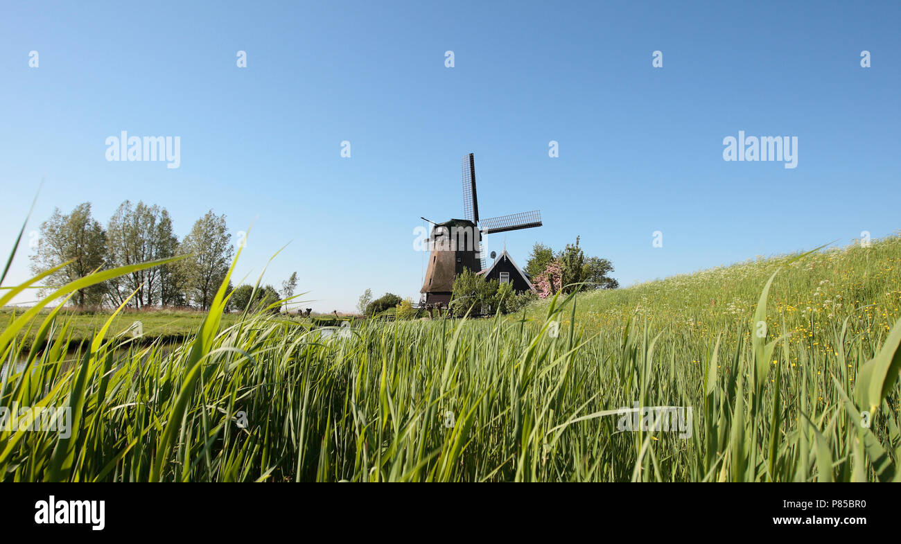 Molen De Havik bij Grootschermer Noord-Holland Nederland, Mühle De Havik in der Nähe von grootschermer Noord-Holland Niederlande Stockfoto
