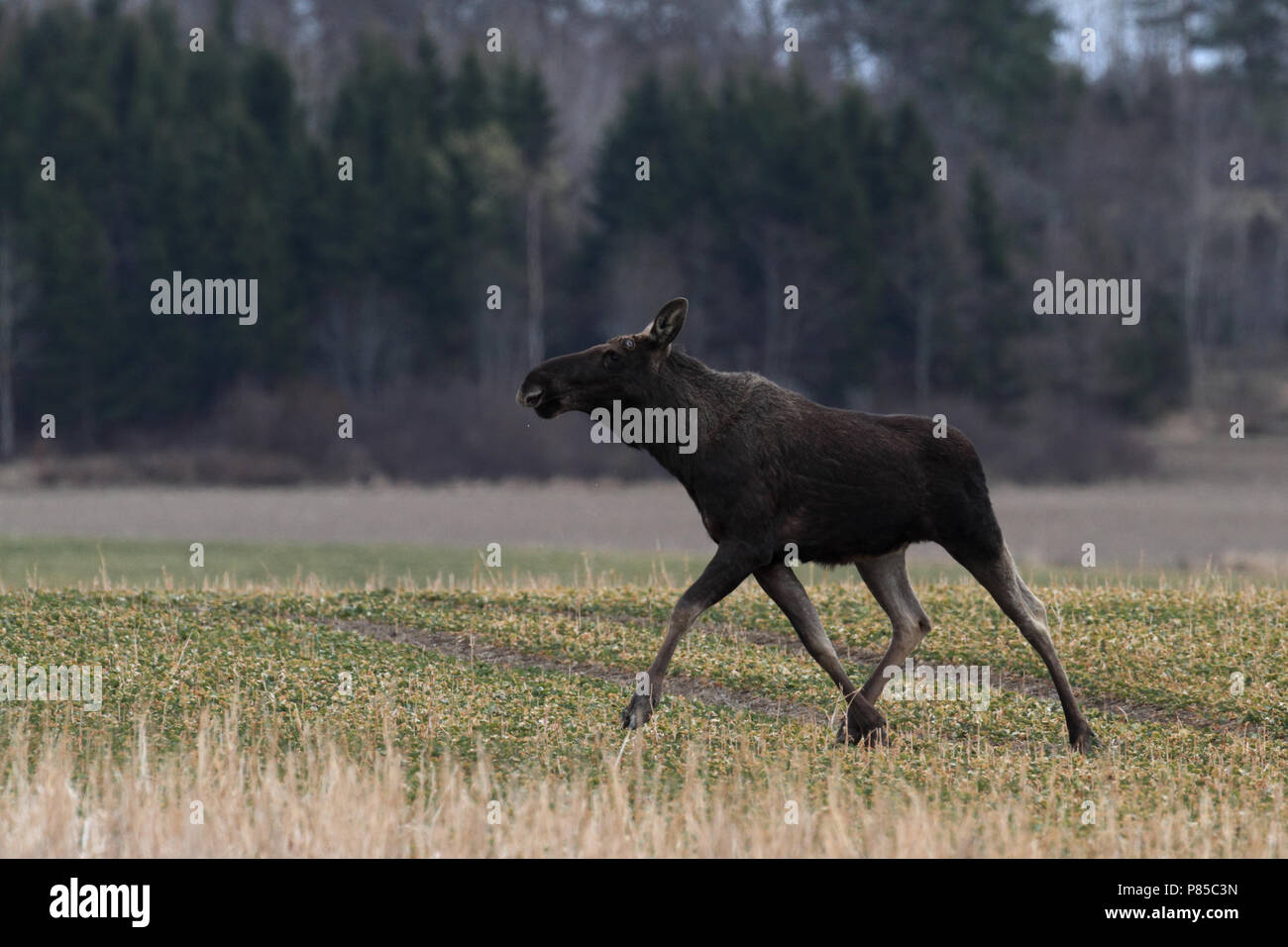 Eland, Eurasischen elk Stockfoto