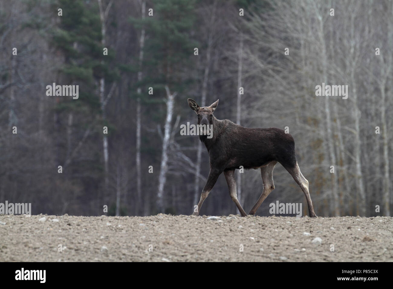 Eland, Eurasischen elk Stockfoto