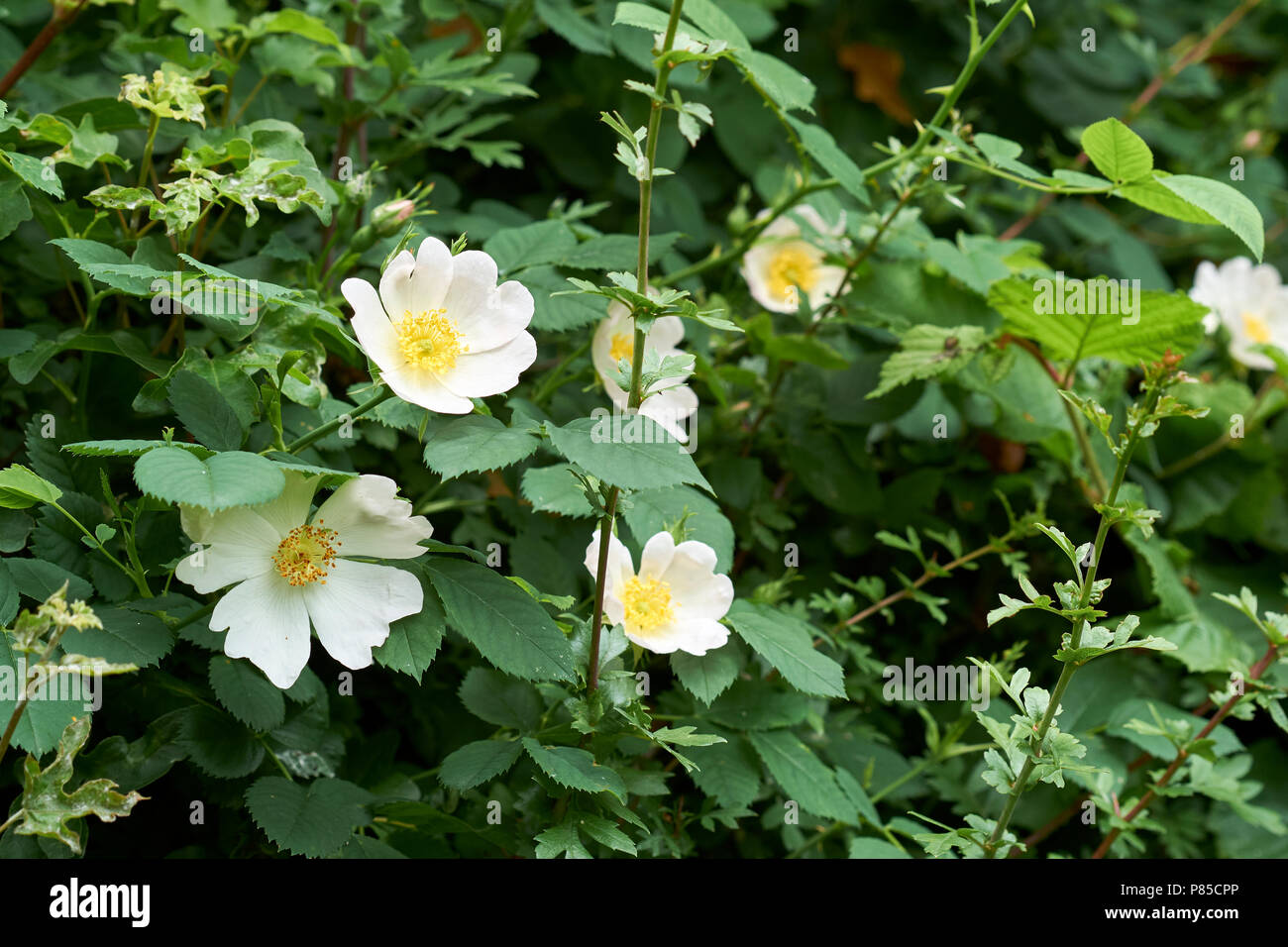 Feld Rose, Rosa arvensis, die Teil eines Gartens Hecke - eine Hecke Strauch mit Trailing, violett Stängel, mit gebogenen Dornen und weißen Blumen, Stockfoto
