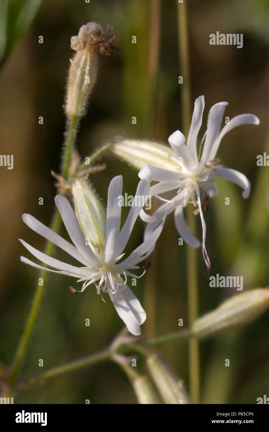 Nachtsilene staat Op de Nederlandse rode Lijst; Nottingham Catchfly ist auf das Niederländische Rote Liste Stockfoto