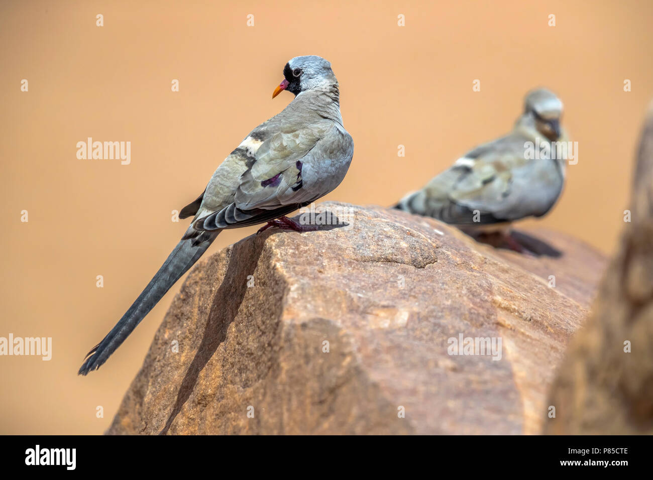 Paar Namaqua Taube zu Fuß in der Nähe von Atar, Adar, Mauretanien. April 05, 2018. Stockfoto