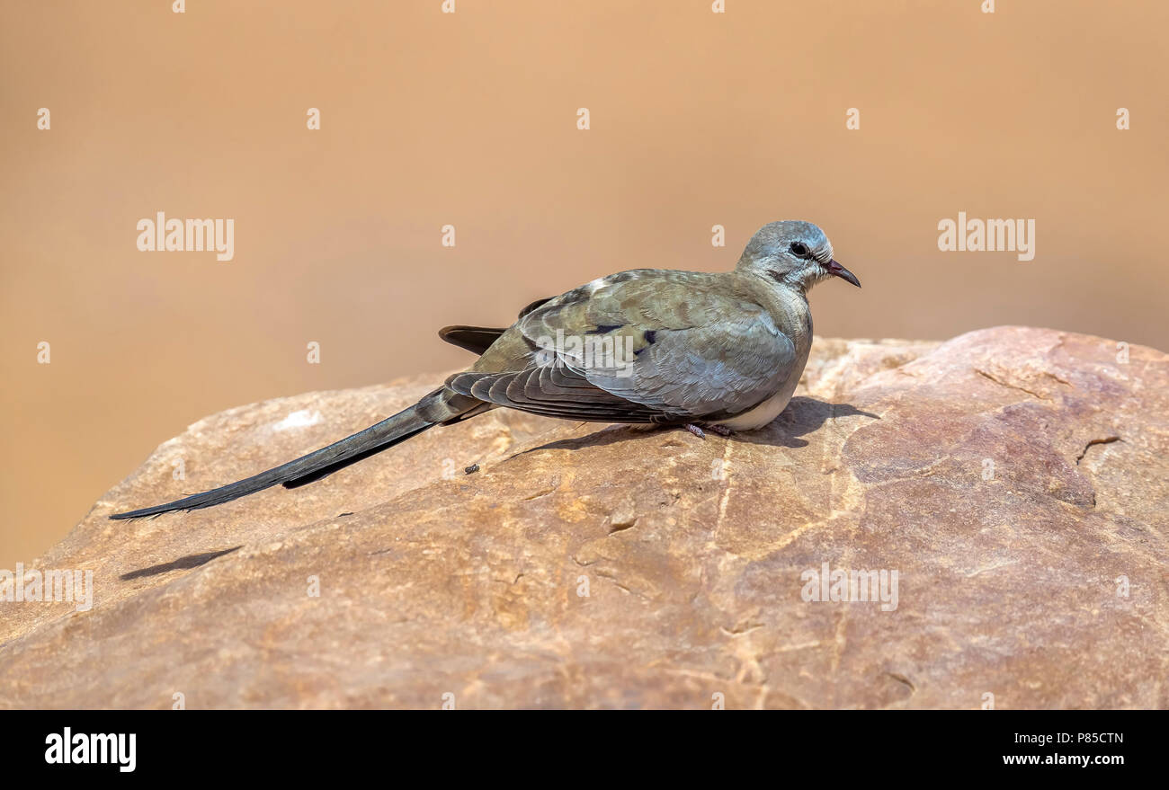 Erwachsenen männlichen Namaqua Taube zu Fuß in der Nähe von Atar, Adar, Mauretanien. April 05, 2018. Stockfoto