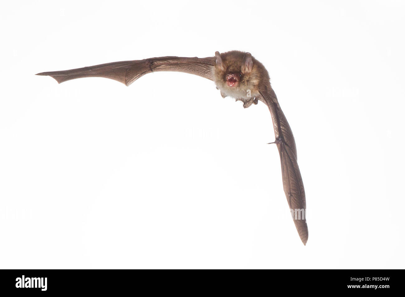 Franjestaart vliegend, Natterer die Fledermaus fliegen Stockfoto