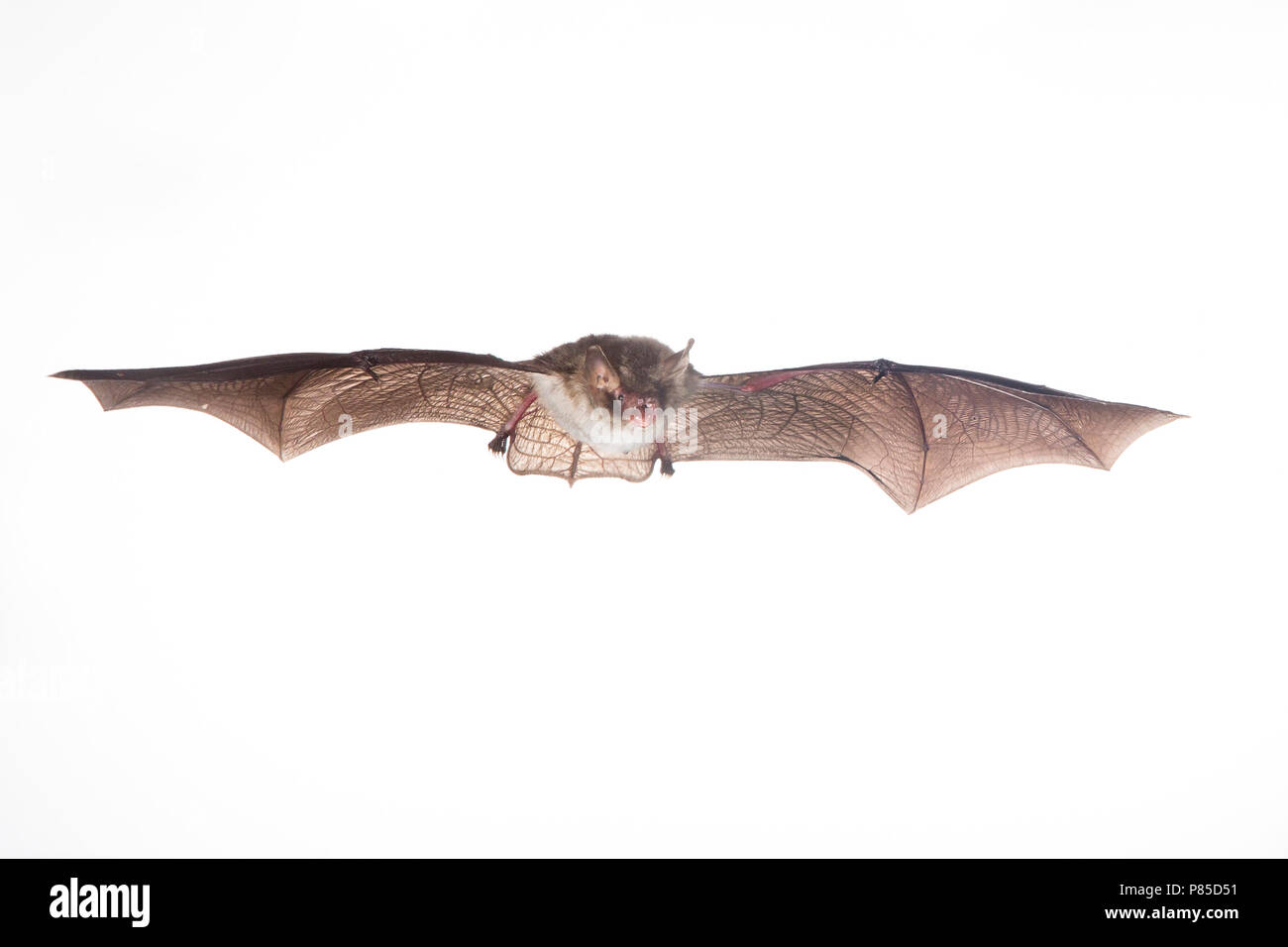 Franjestaart vliegend, Natterer die Fledermaus fliegen Stockfoto