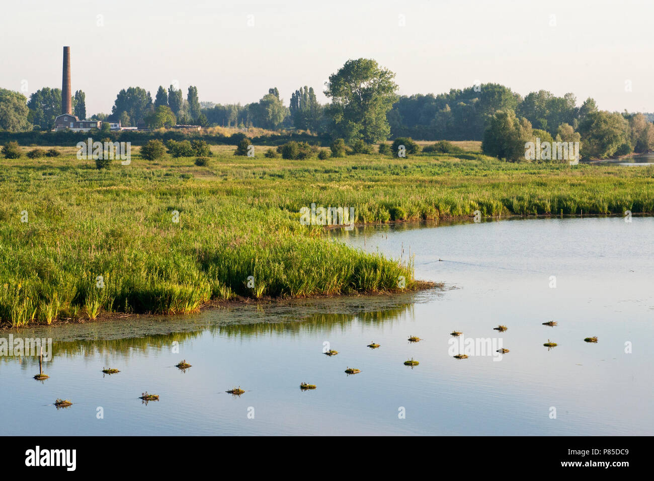 Nestvlotjes Zwarte Stern, Ooijpolder, Nederland, künstlichen Nester Schwarz Seeschwalben, Ooijpolder, Niederlande Stockfoto