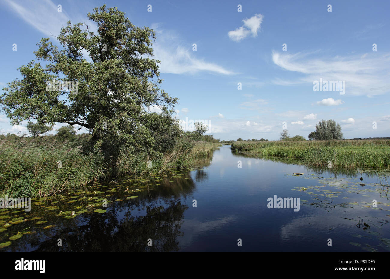 Nieuwkoopse Plassen vanuit een Boot; Nieuwkoopse Plassen vom Boot aus Stockfoto