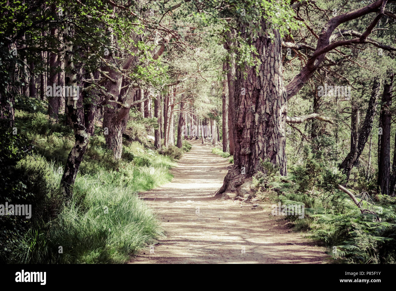 Fußweg durch Kiefern Wald Stockfoto