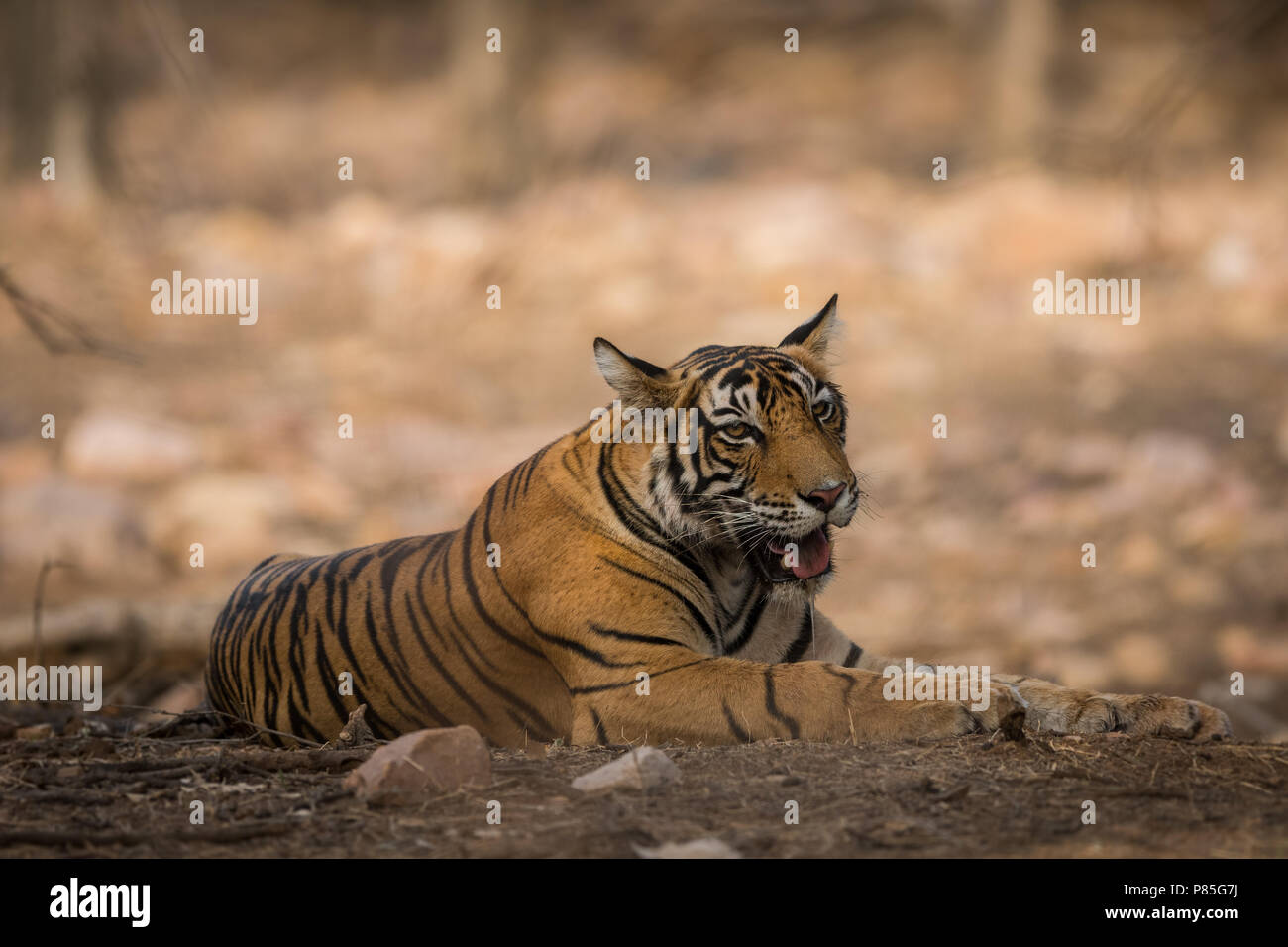 Eine männliche Tiger Cub Ausruhen im Schatten eines Baumes in der sengenden Hitze Stockfoto