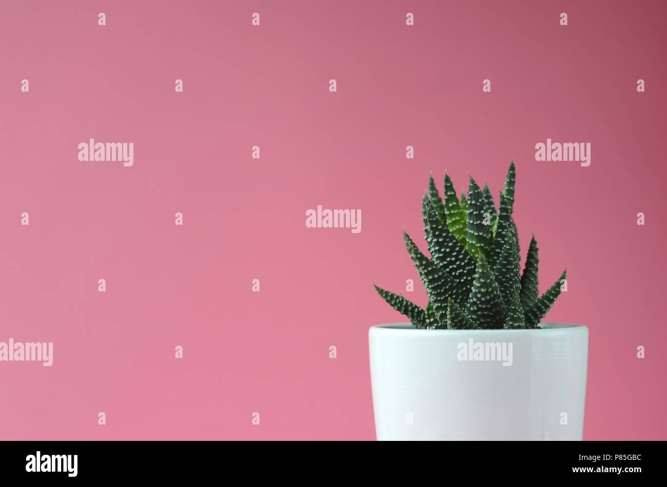 Sukkulenten und Kakteen in eine weiße Blume Topf auf eine solide helle Farbe Hintergrund mit kopieren. Eine moderne, minimalistische Einrichtung. Stockfoto
