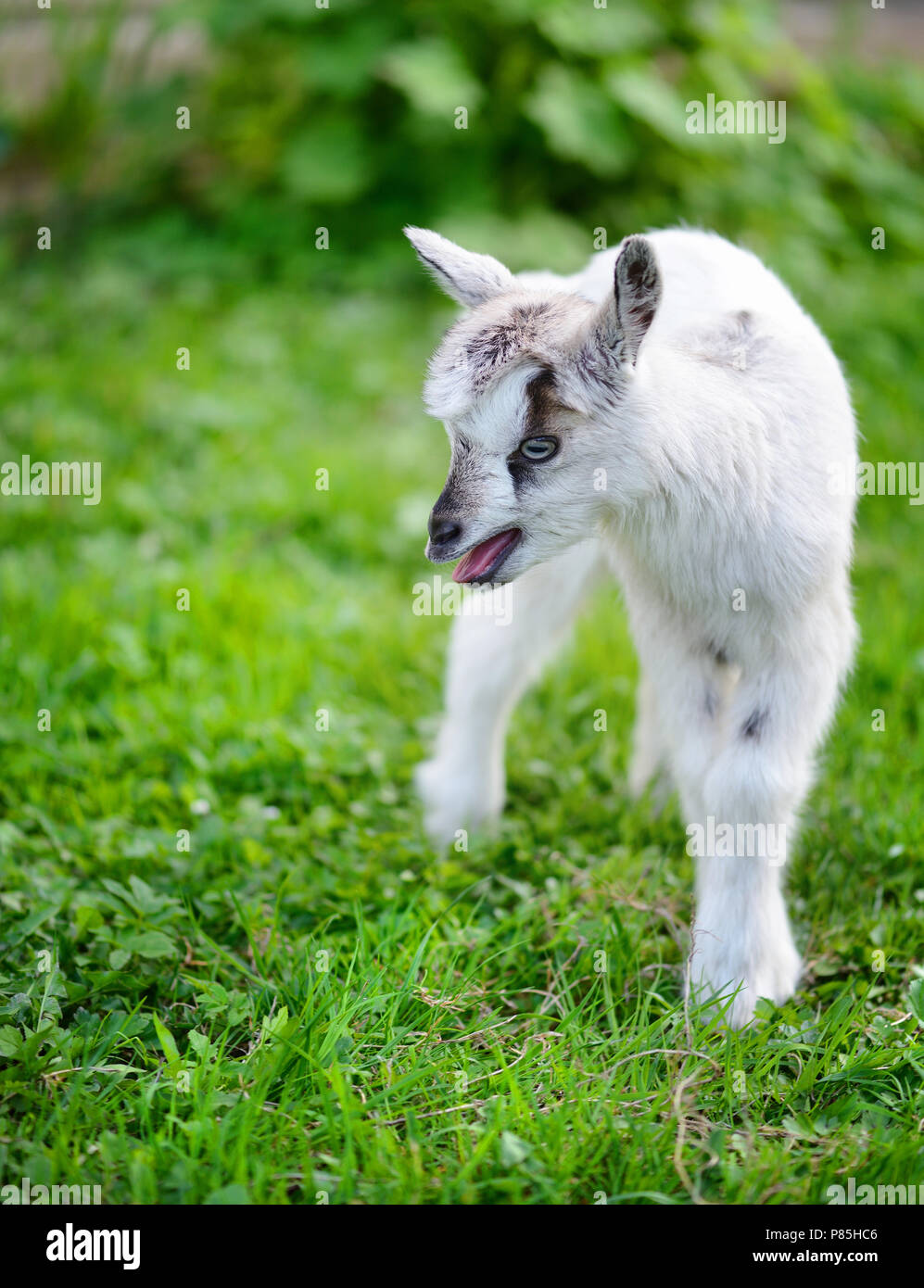 Weiß baby Ziege stehend auf grünen Rasen Stockfoto