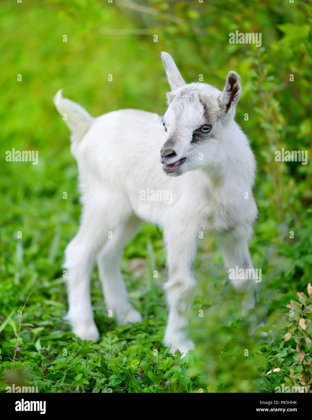 Weiß baby Ziege stehend auf grünen Rasen Stockfoto