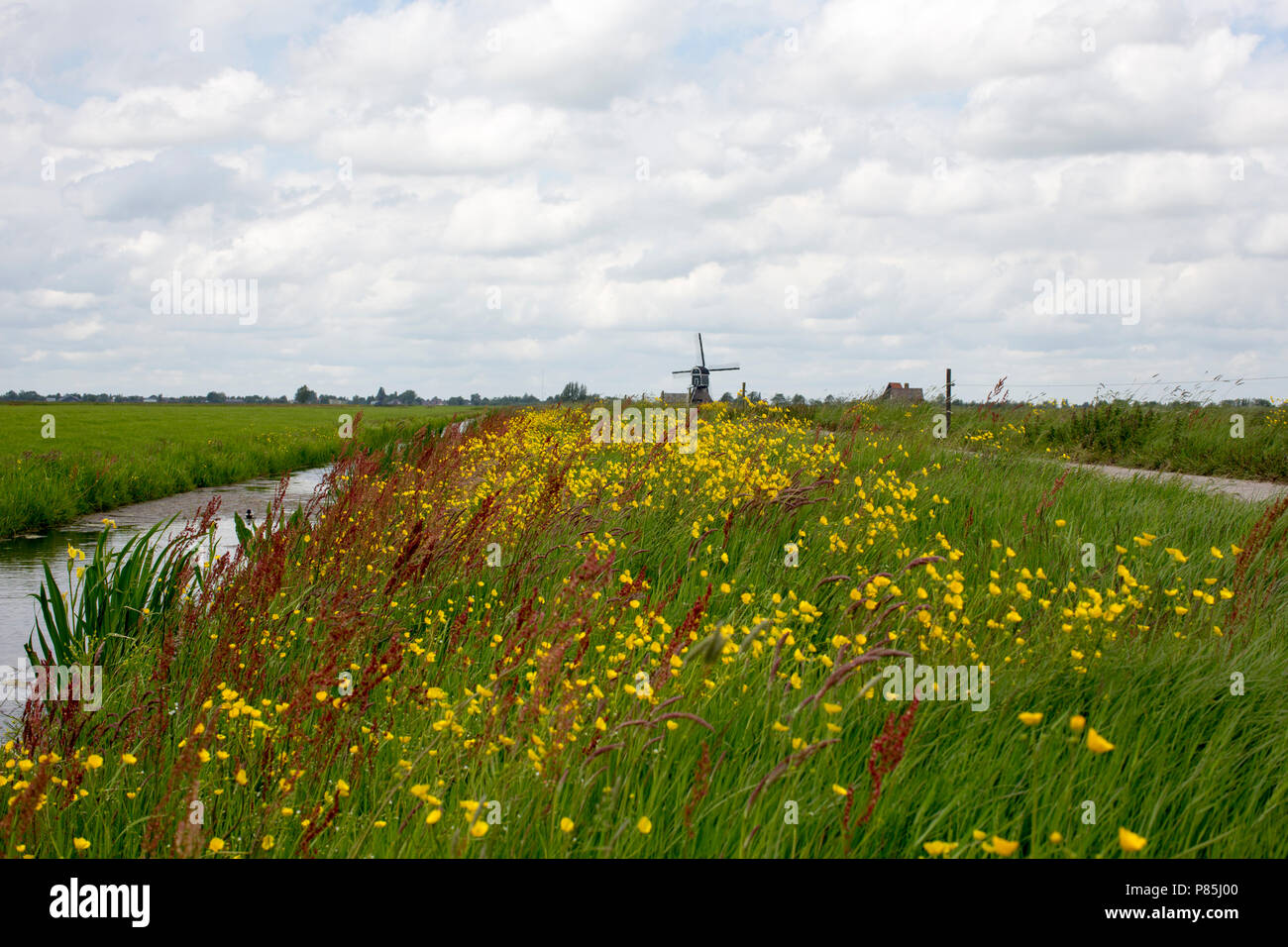 Bloemrijke Berm Stockfoto